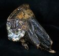Juvenile Mammoth Molar From North Sea #3359-2
